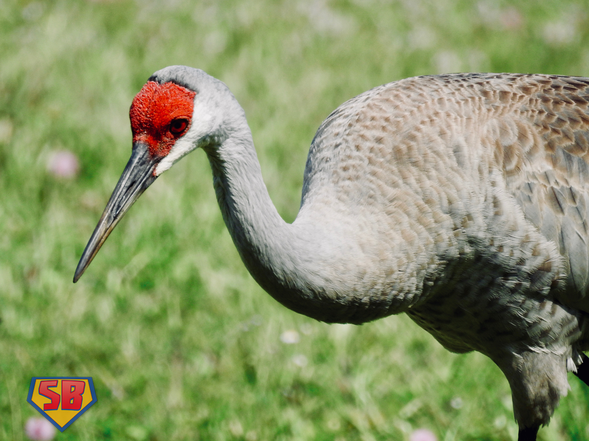 SuperBeaks wildlife photograph taken April 19, 2020
