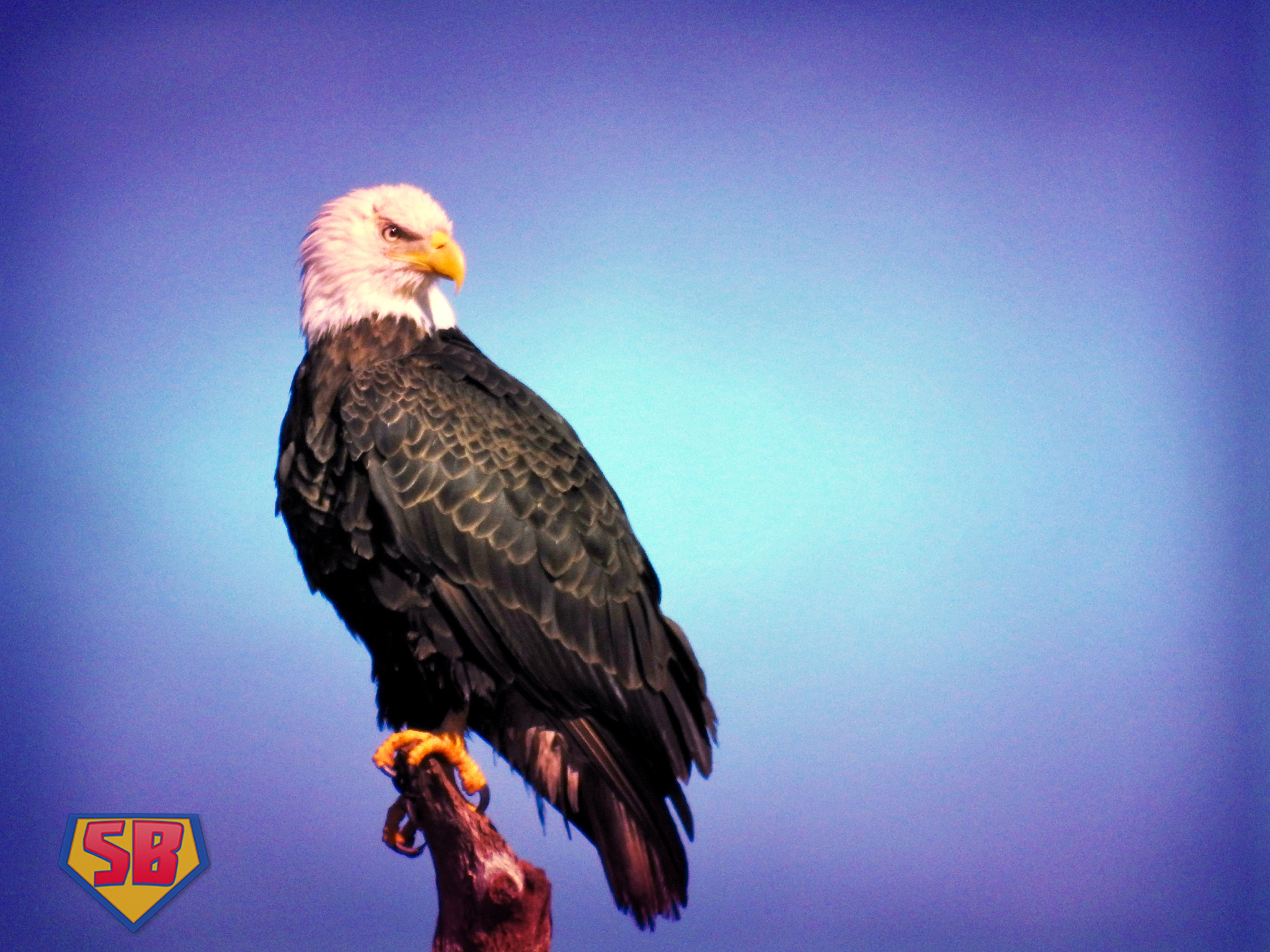 SuperBeaks wildlife photograph taken December 18, 2018