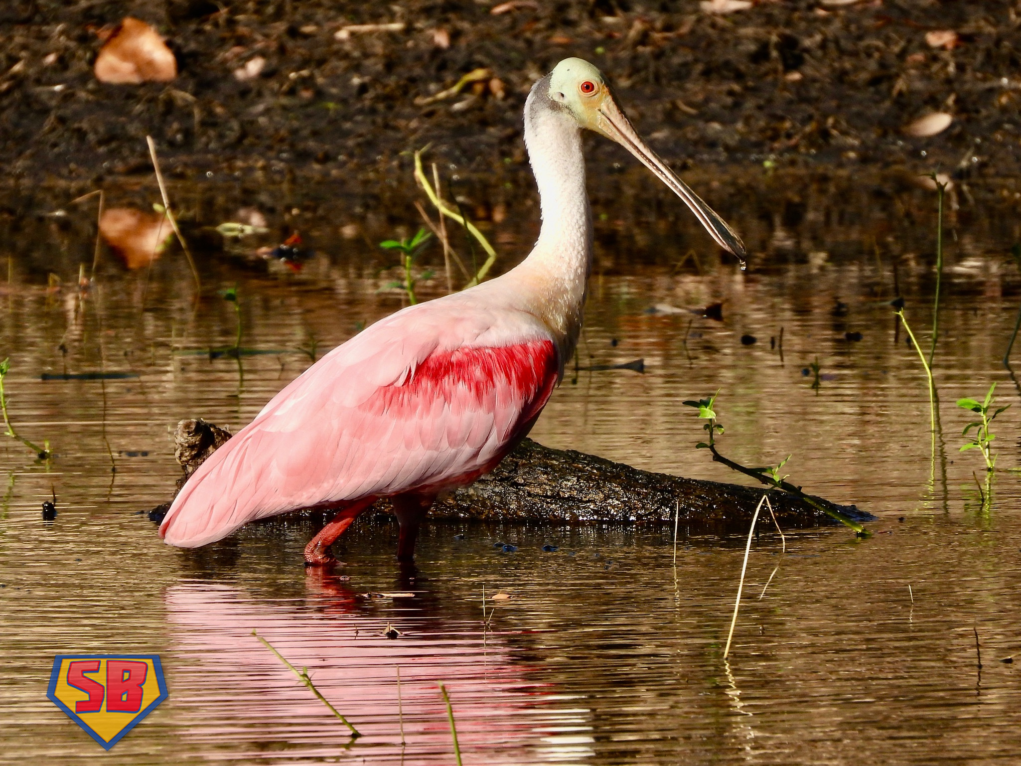 SuperBeaks wildlife photograph taken December 3, 2022