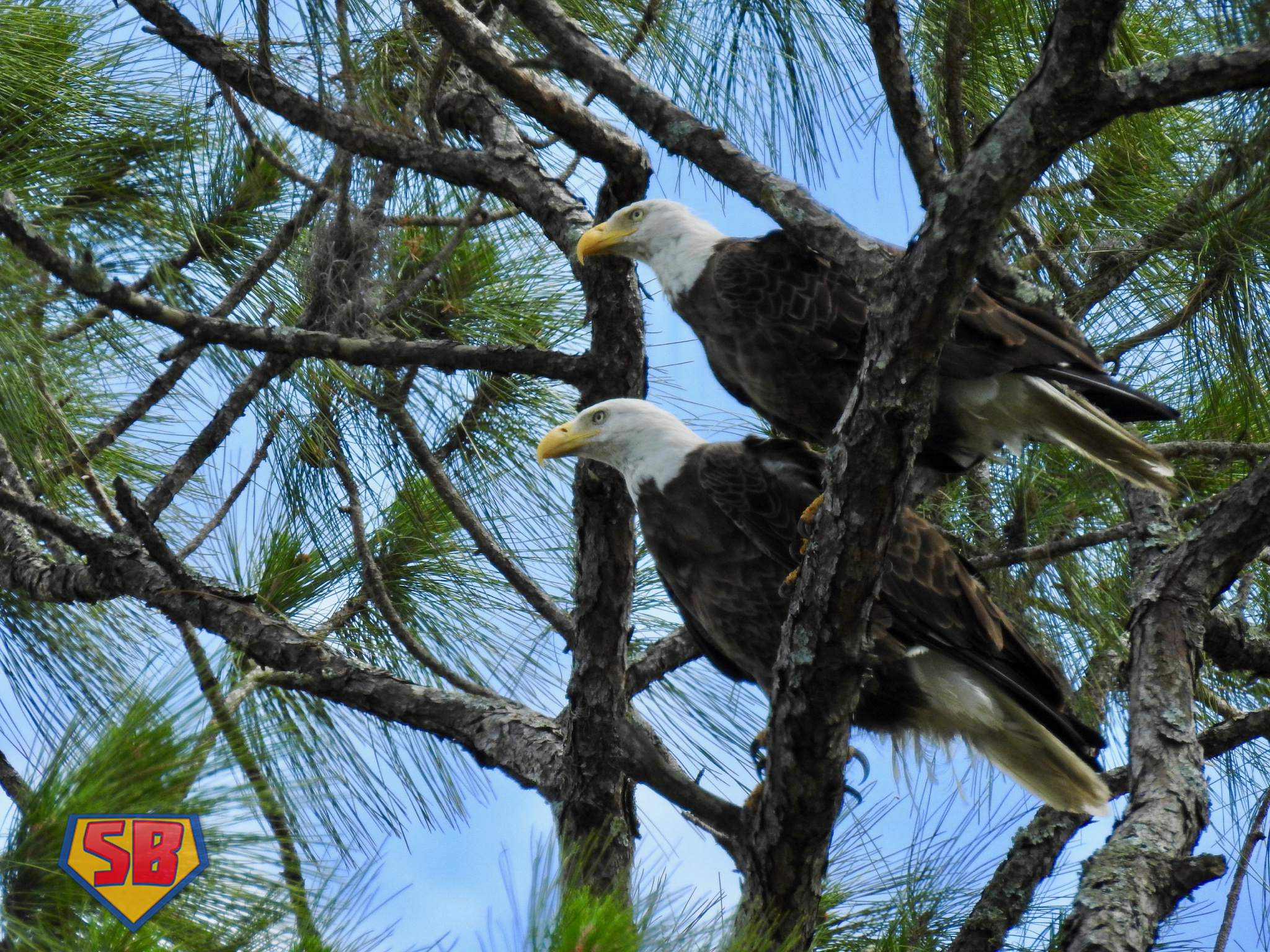 SuperBeaks wildlife photograph taken May 2, 2018