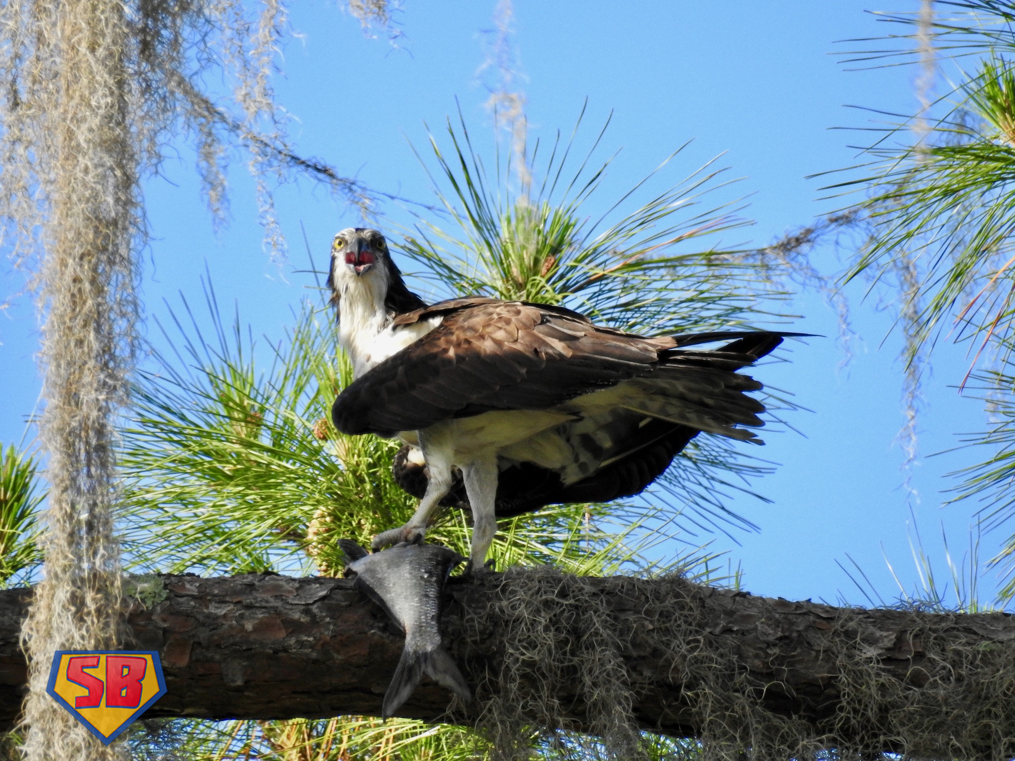 SuperBeaks wildlife photograph taken June 3, 2021
