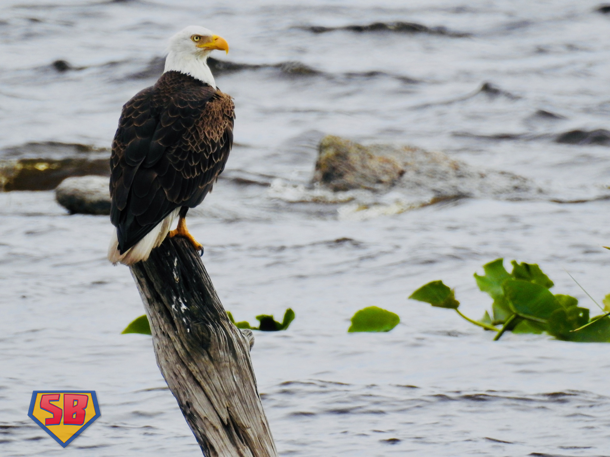 SuperBeaks wildlife photograph taken March 2, 2020