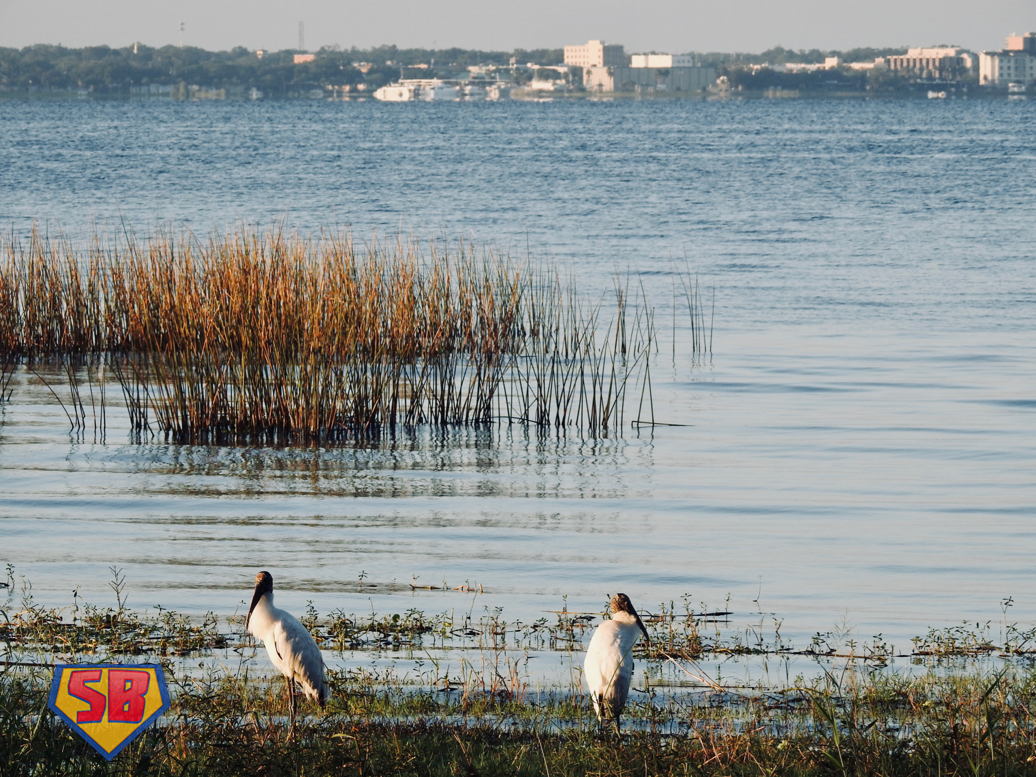 SuperBeaks wildlife photograph taken November 10, 2019