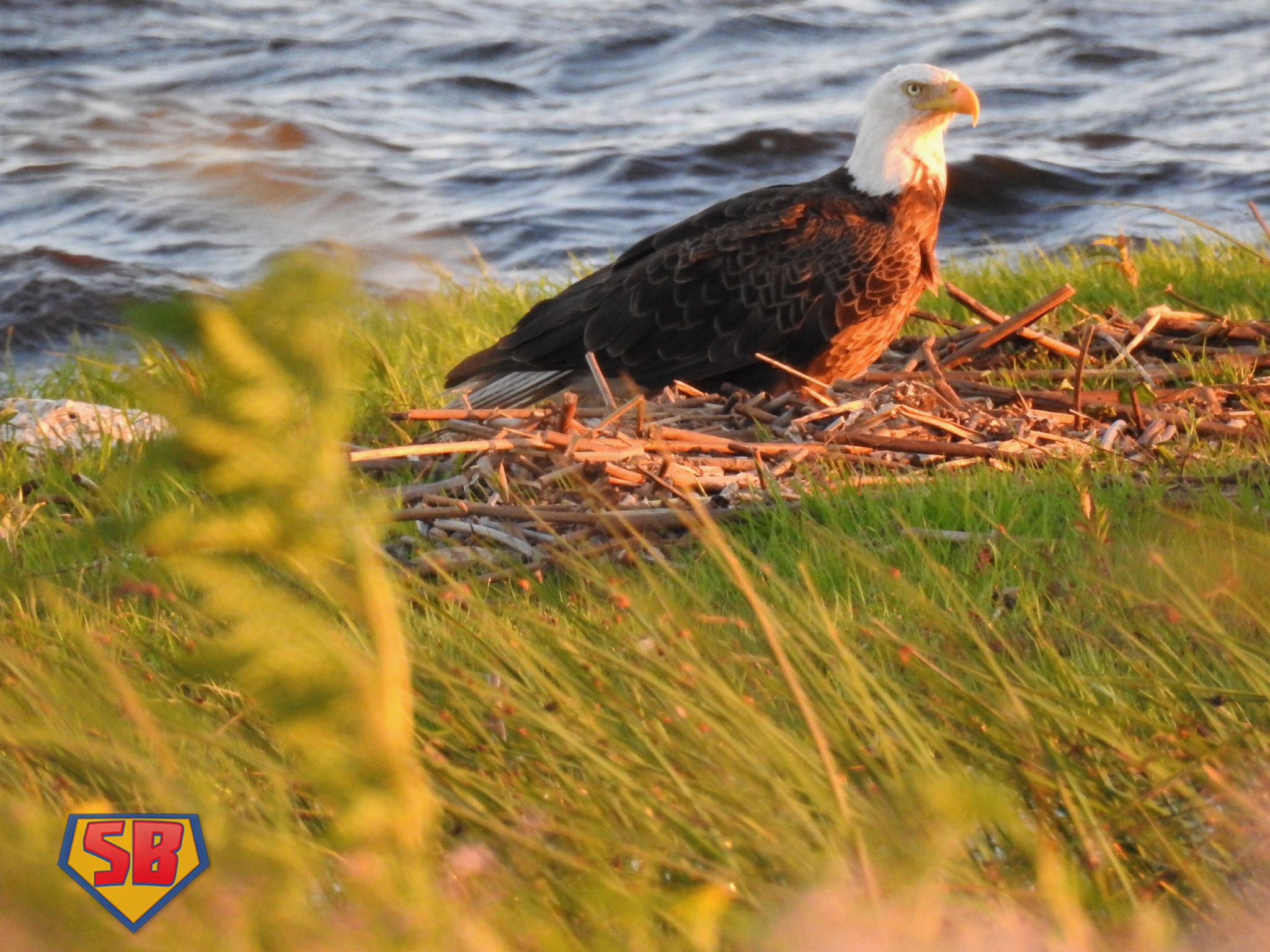 SuperBeaks wildlife photograph taken April 16, 2018