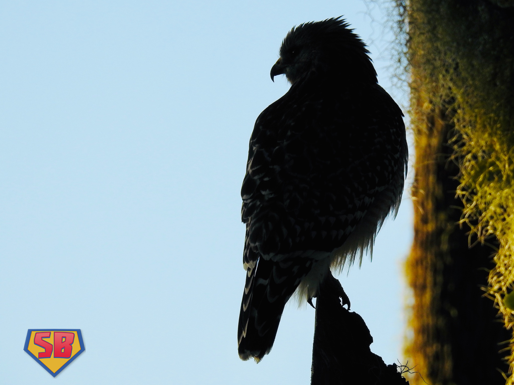 SuperBeaks wildlife photograph taken November 10, 2019