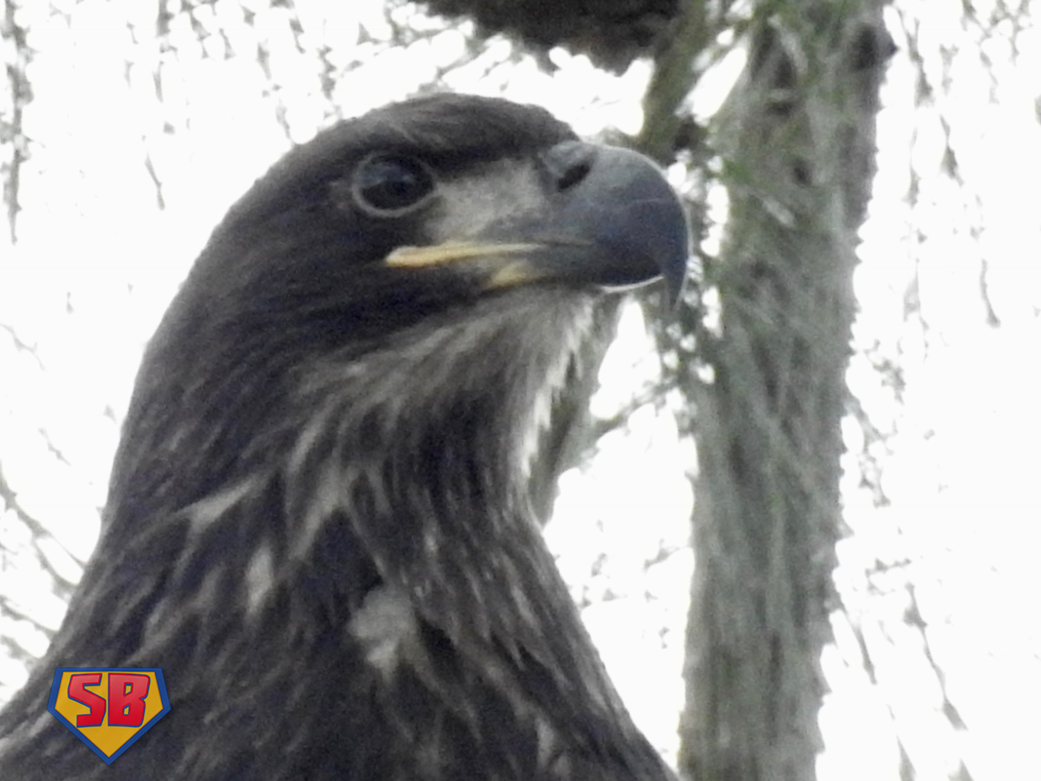 SuperBeaks wildlife photograph taken April 8, 2018