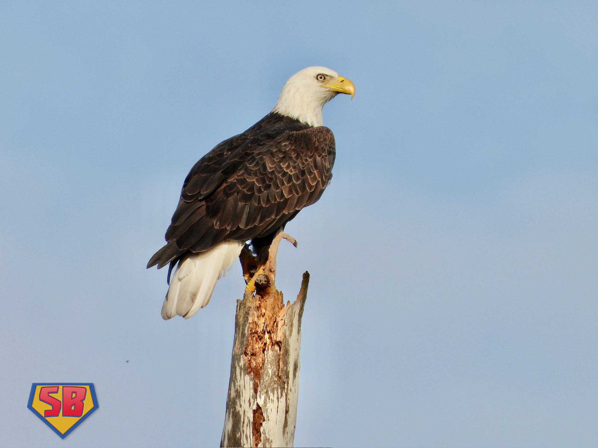 SuperBeaks wildlife photograph taken September 8, 2023