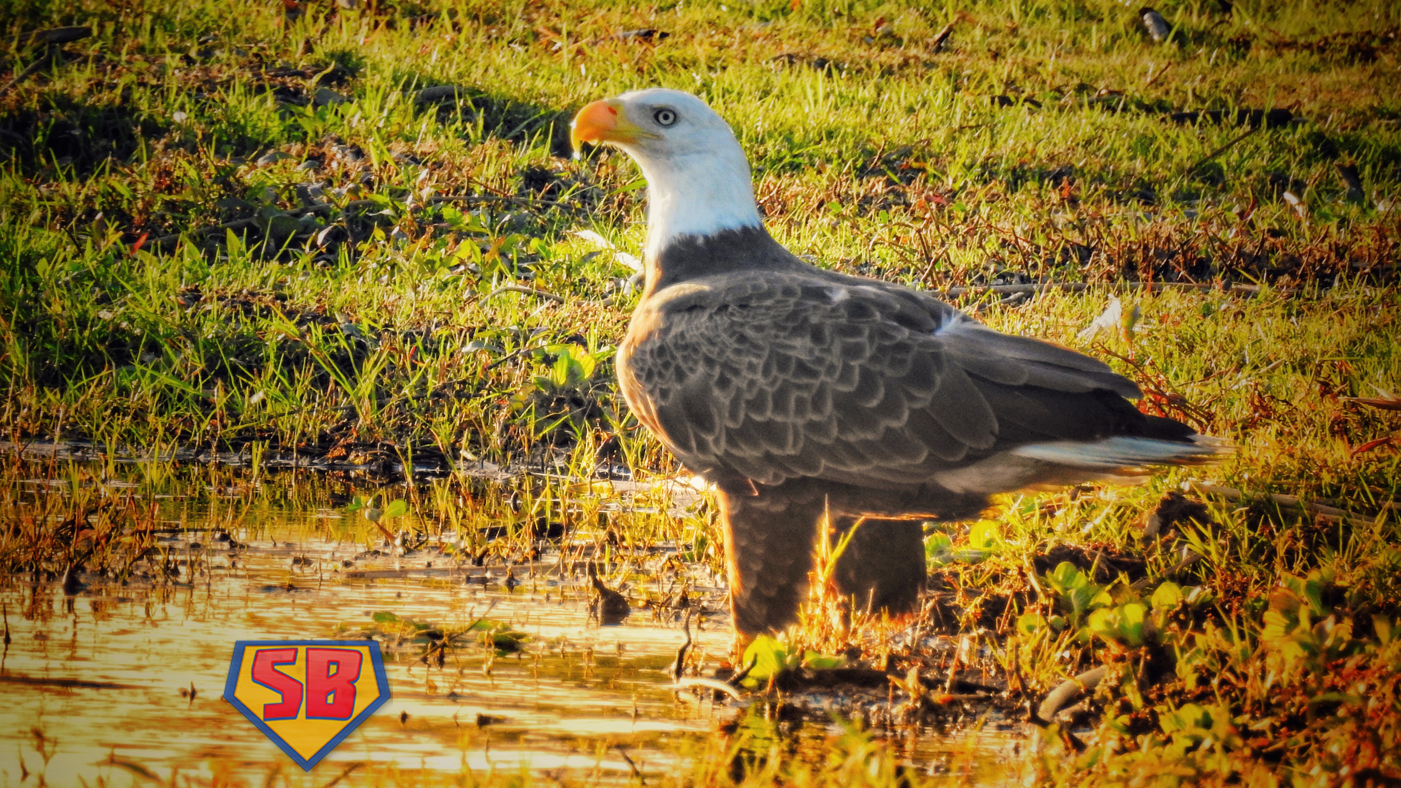SuperBeaks wildlife photograph taken March 15, 2019