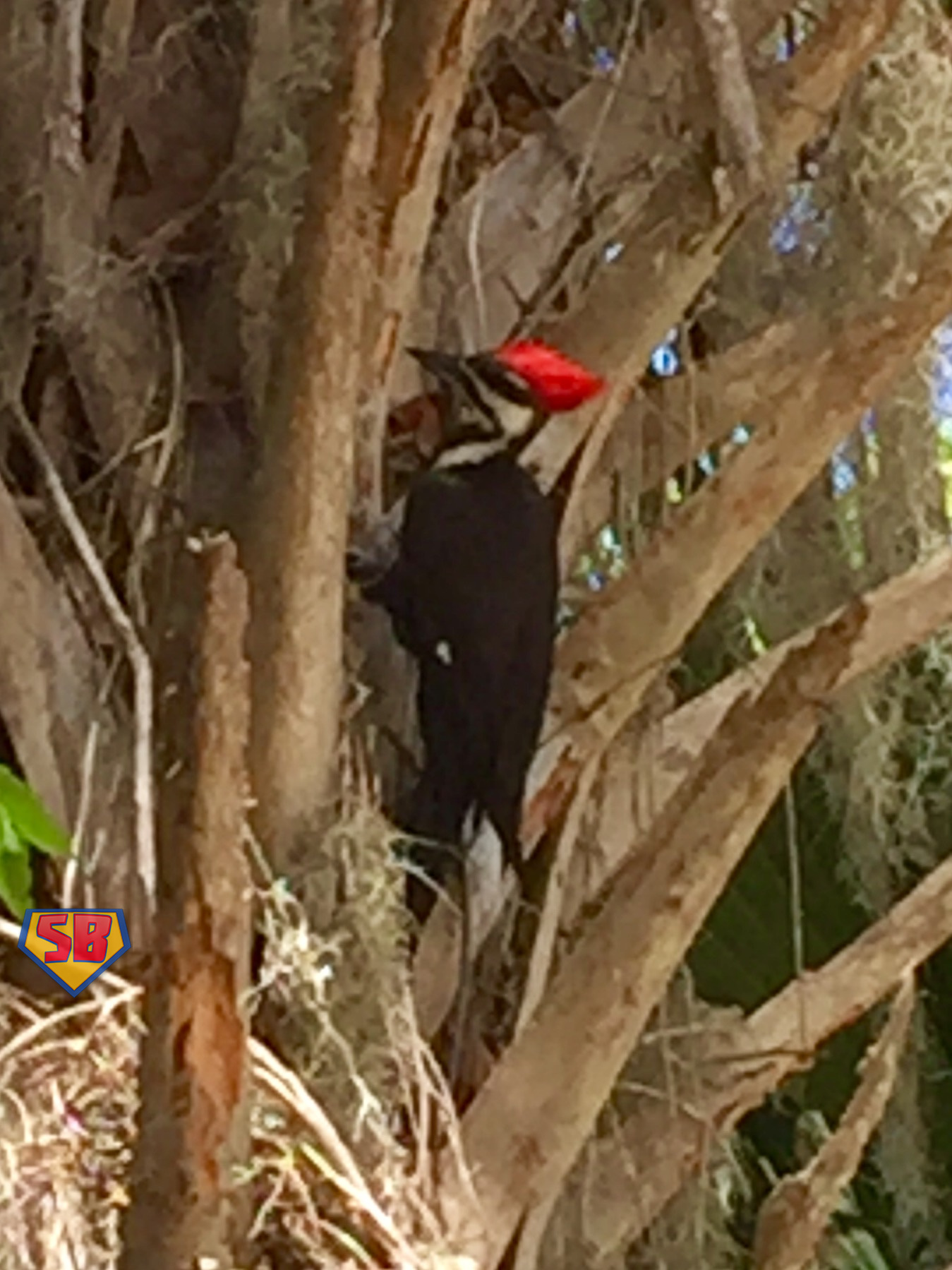 SuperBeaks wildlife photograph taken March 20, 2017