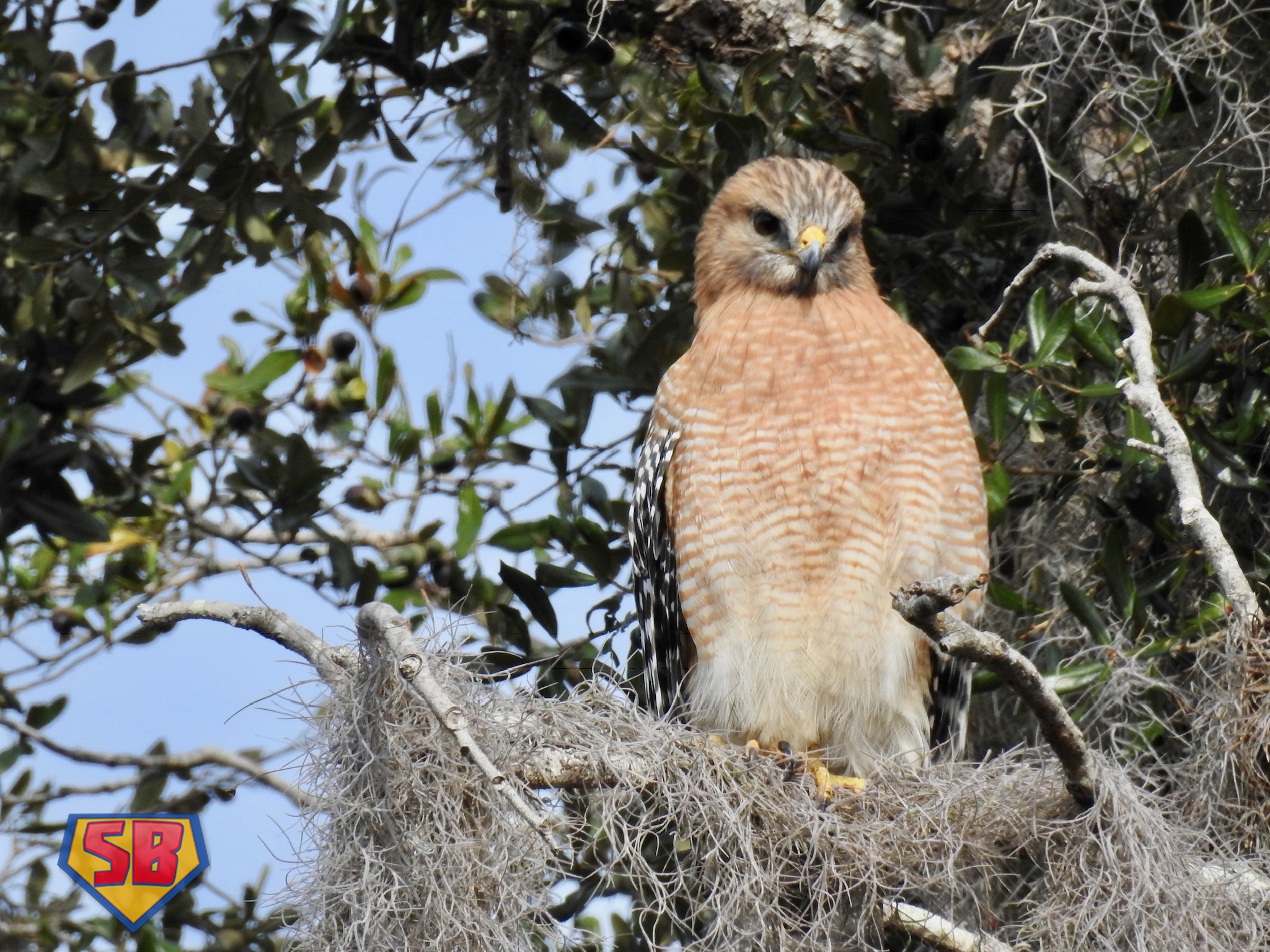 SuperBeaks wildlife photograph taken November 29, 2018