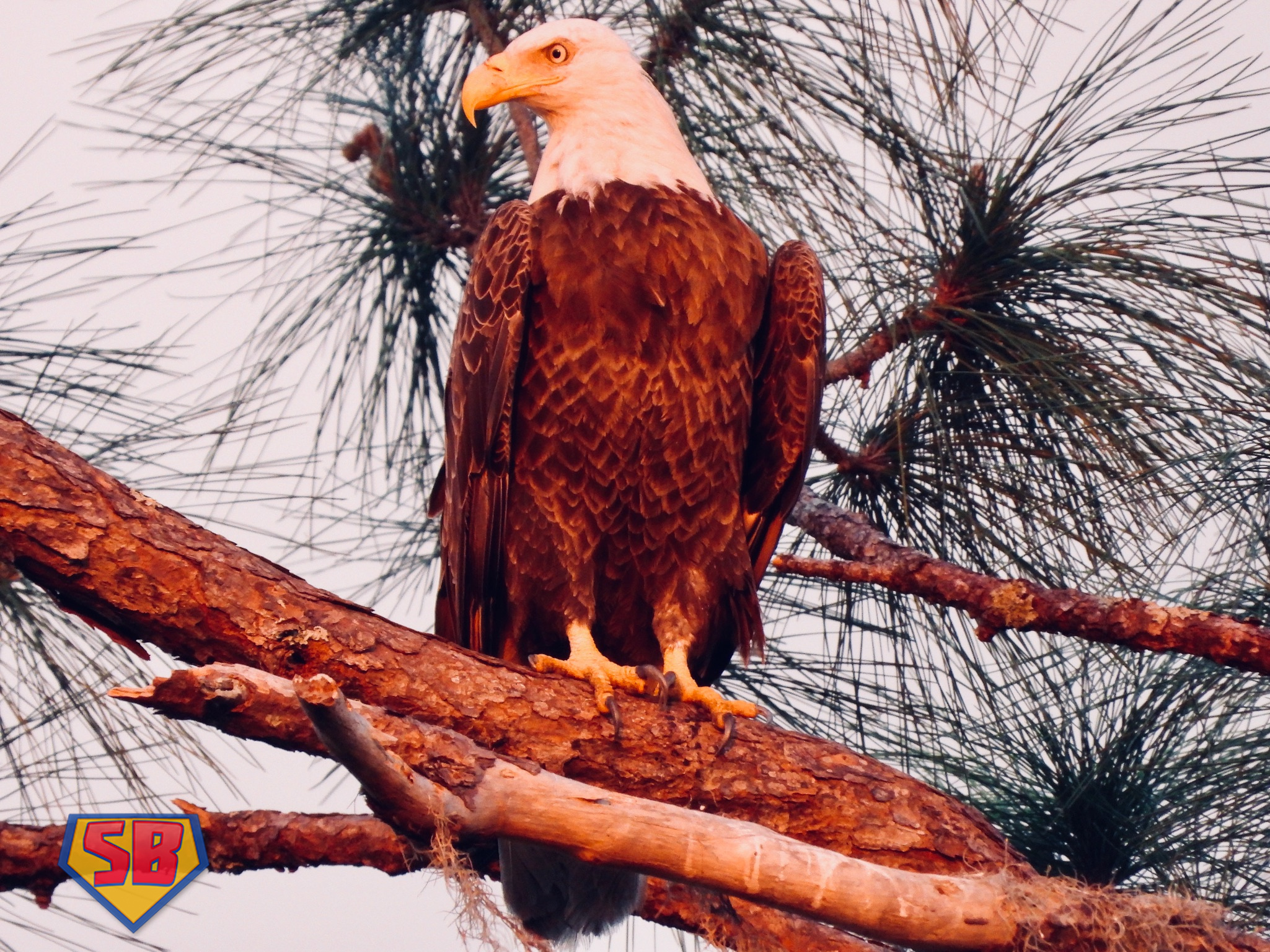 SuperBeaks wildlife photograph taken March 27, 2023