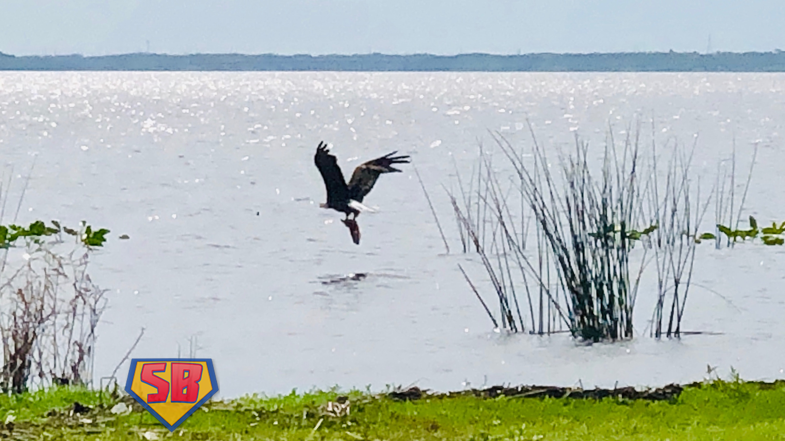 SuperBeaks wildlife photograph taken April 7, 2019