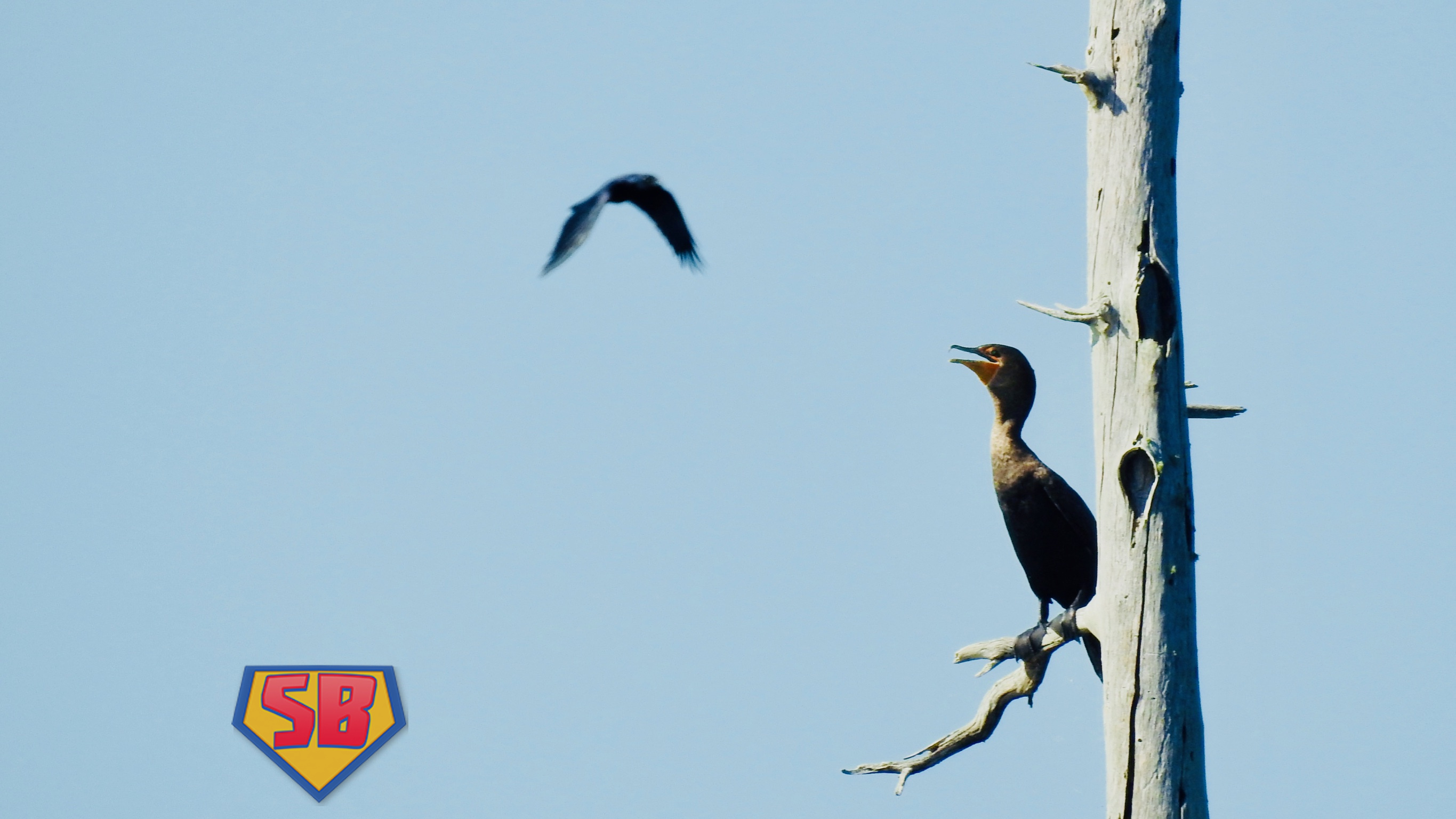 SuperBeaks wildlife photograph taken November 30, 2019