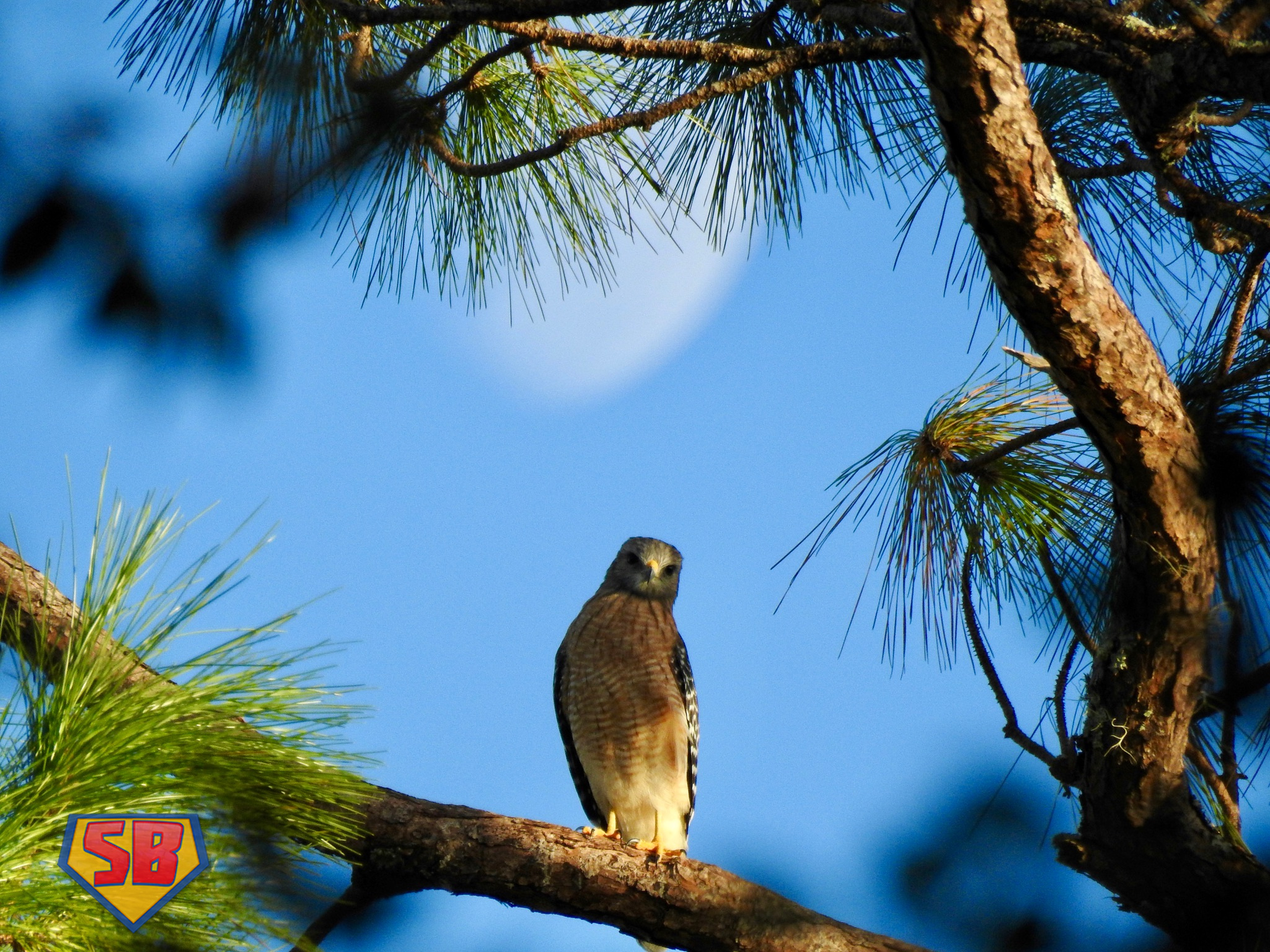 SuperBeaks wildlife photograph taken October 4, 2022