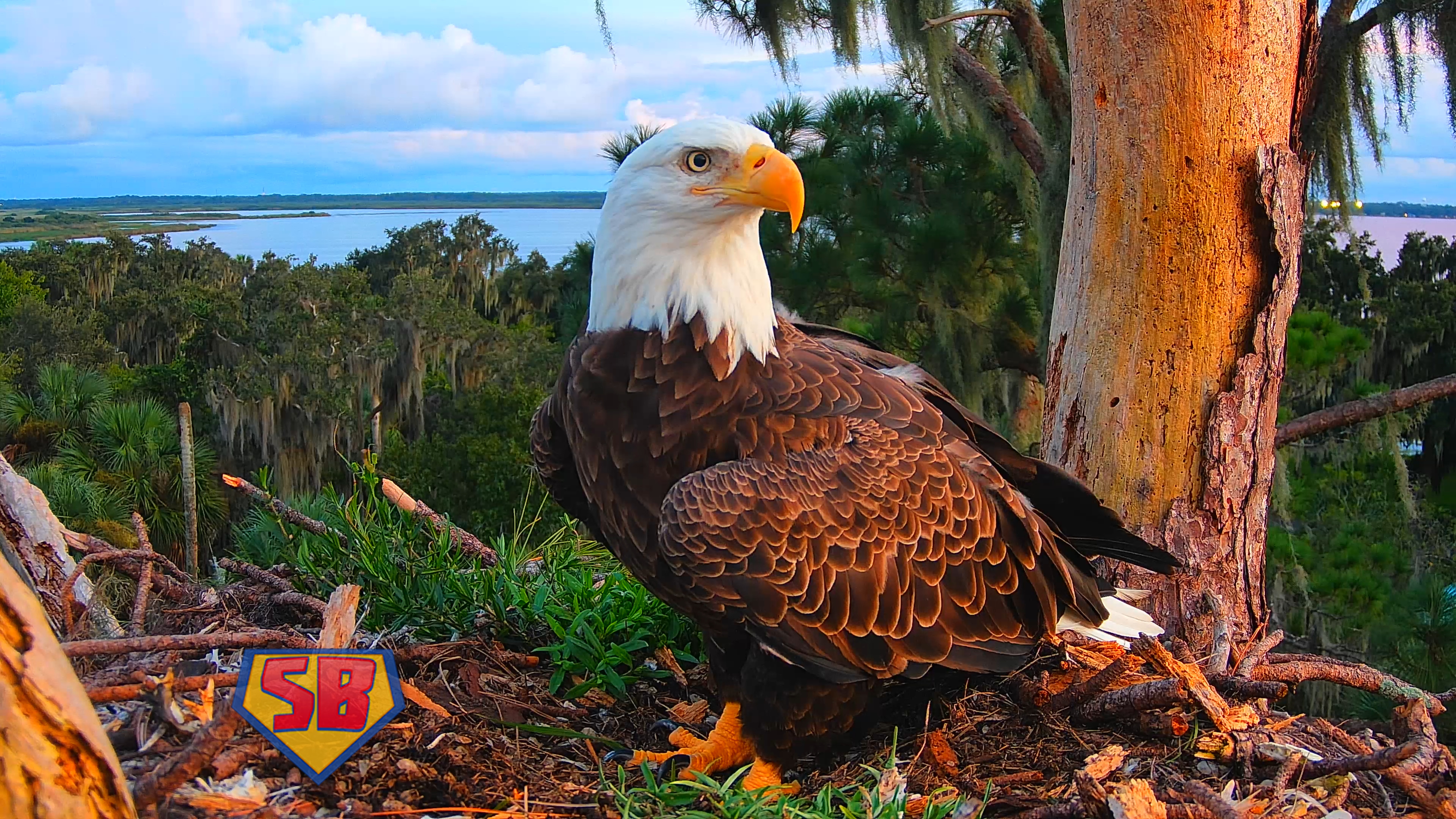 SuperBeaks wildlife photograph taken September 8, 2026